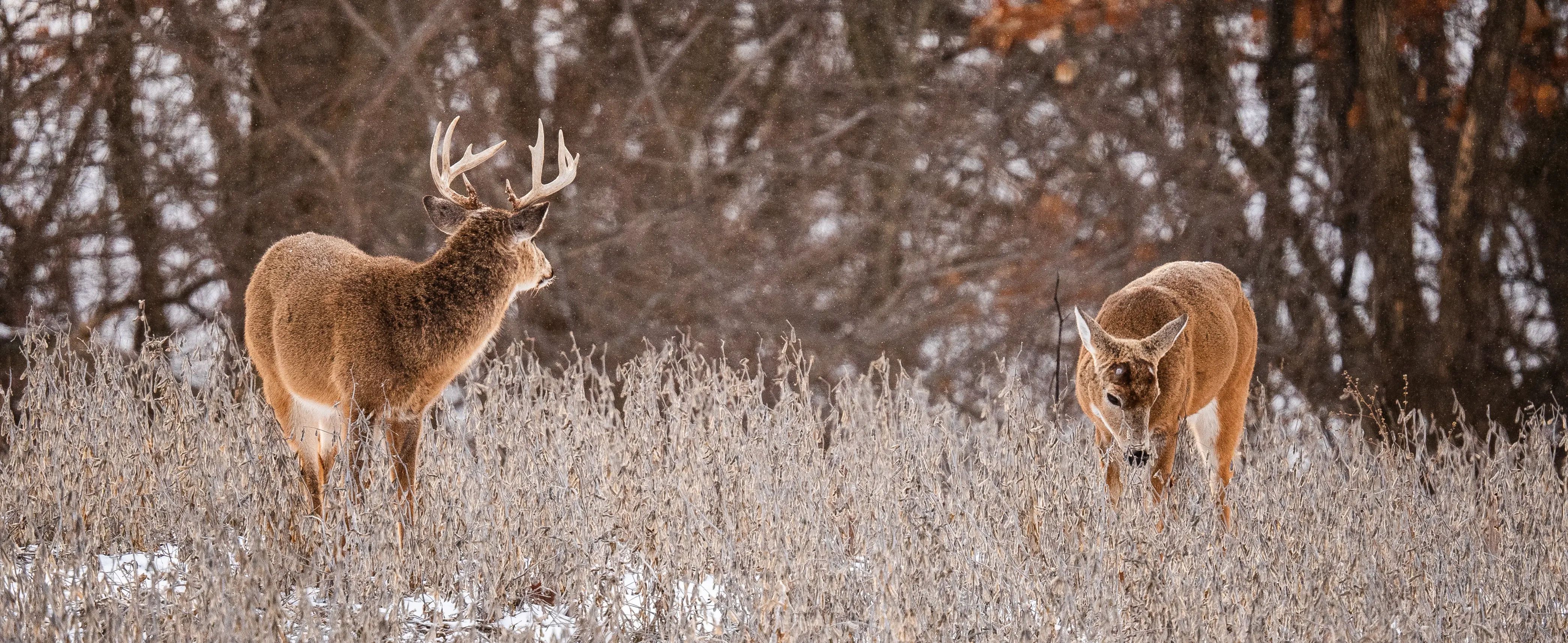 Whitetail deer in field during winter